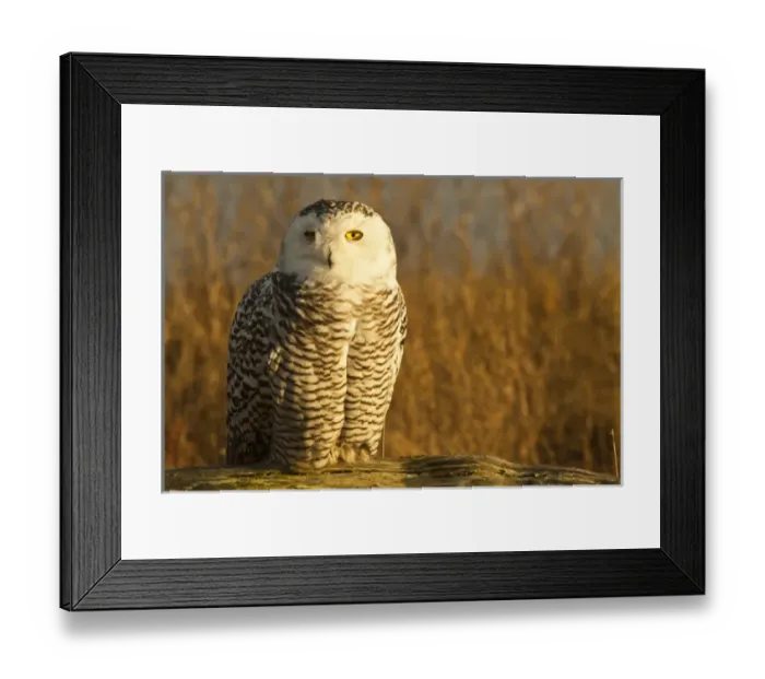 Framed Print : North America; Canada; British Columbia; Snowy Owl Waiting for Prey
