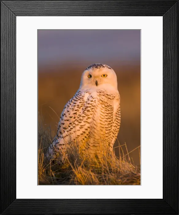 Framed Print : North America; Canada; British Columbia; Snowy Owl Waiting for Prey Framed Print : North America; Canada; British Columbia; Snowy Owl Waiting for Prey