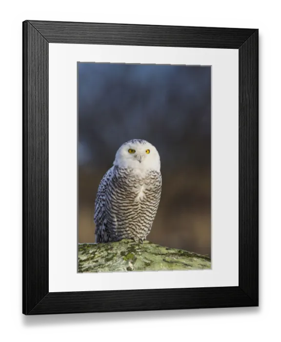 Framed Print : North America; Canada; British Columbia; Snowy Owl Waiting for Prey Framed Print : North America; Canada; British Columbia; Snowy Owl Waiting for Prey
