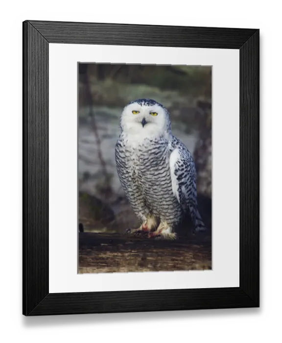Framed Print : North America; Canada; British Columbia; Snowy Owl Waiting for Prey