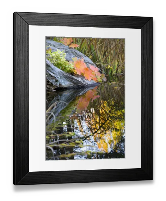 Framed Print : Fall Colors Leaves Fall Colors Van Dusen Gardens Vancouver British Columbia, Canada