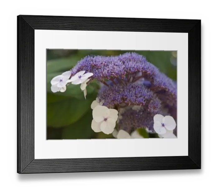 Framed Print : Hydrangea bloom at Dr. Sun Yat-Sen Chinese garden, Chinatown, Vancouver, British Columbia