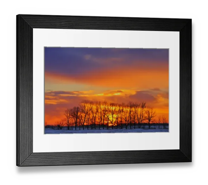 Framed Print : Canada, Manitoba, Altona. Trees at sunrise on the snowy prairie Framed Print : Canada, Manitoba, Altona. Trees at sunrise on the snowy prairie