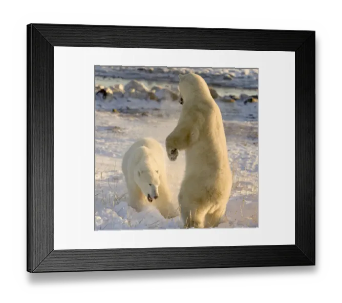 Framed Print : Canada, Manitoba, Hudson Bay, Churchill. Sparring polar bears Framed Print : Canada, Manitoba, Hudson Bay, Churchill. Sparring polar bears