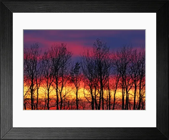 Framed Print : Canada, Manitoba, Matclock. Trees and cloud patterns at sunrise Framed Print : Canada, Manitoba, Matclock. Trees and cloud patterns at sunrise