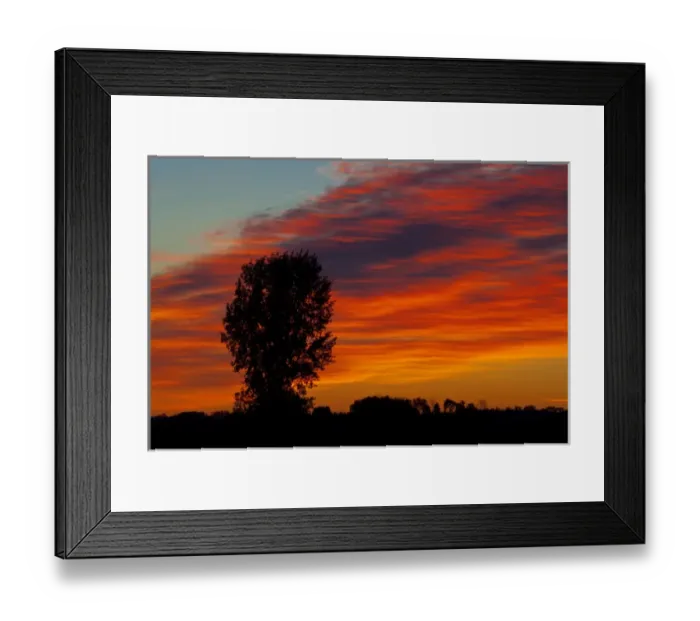 Framed Print : Canada, Manitoba, Portage La Prairie. Tree and clouds at sunrise