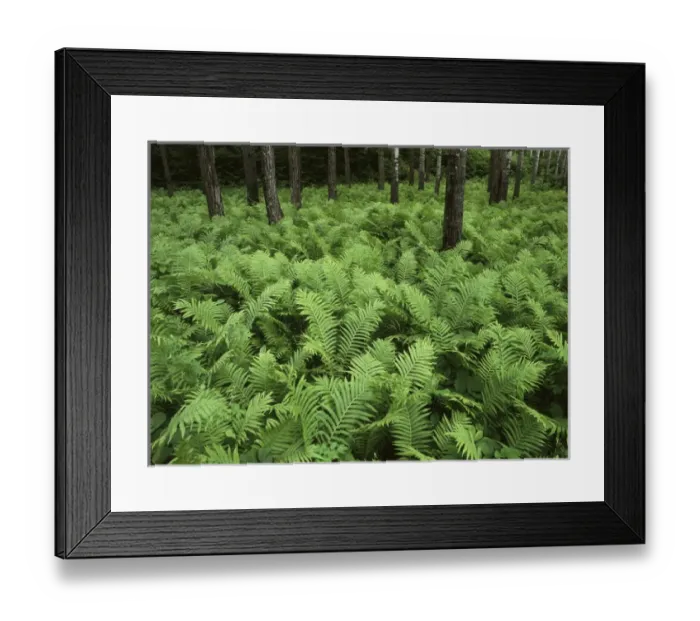 Framed Print : Canada, Manitoba, Birch River, View of ferns growing in forest