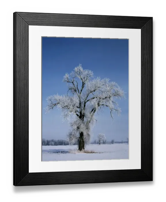 Framed Print : Canada, Manitoba, St. Adolphe, View of hoarfrost on cottonwood tree Framed Print : Canada, Manitoba, St. Adolphe, View of hoarfrost on cottonwood tree