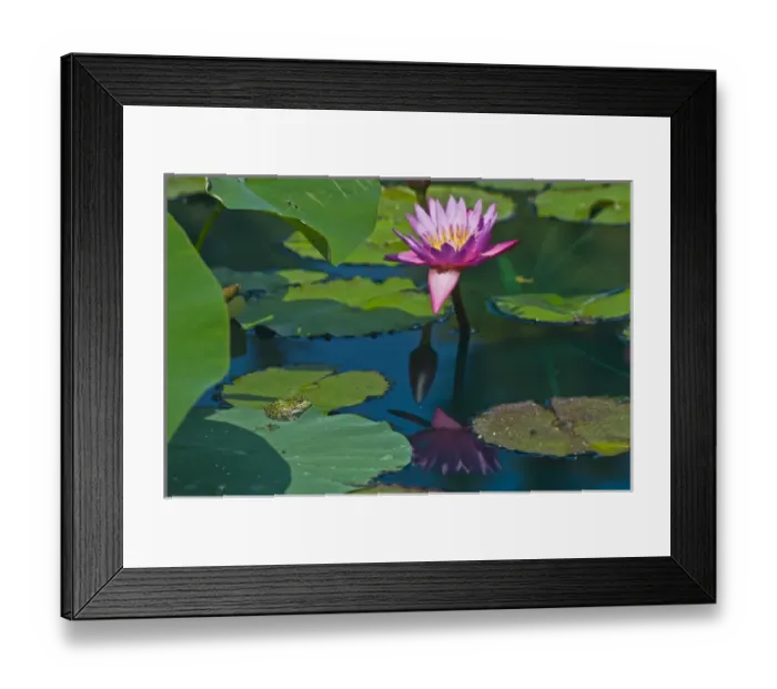 Framed Print : Canada, Manitoba, Winnipeg. Frog on lily pad with blossom