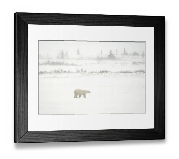 Framed Print : Canada, Manitoba, Churchill. Polar bear walking on tundra in blizzard. Credit as