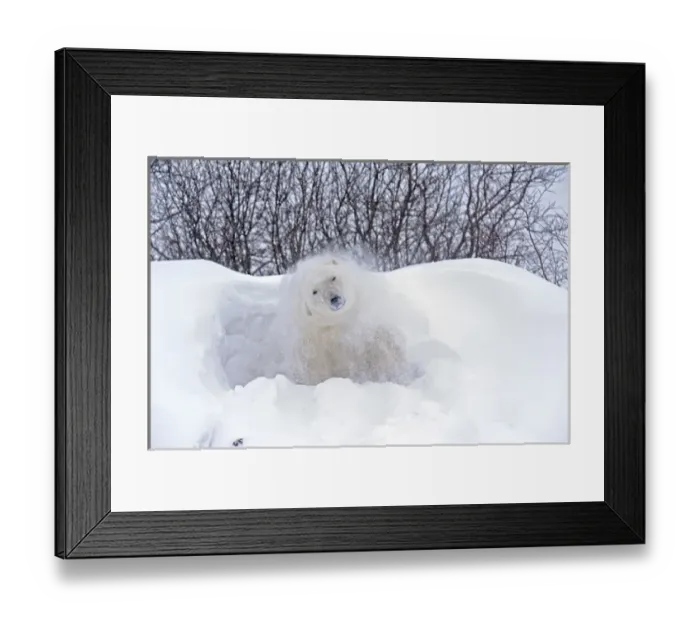 Framed Print : Canada, Manitoba, Churchill. Polar bear shaking snow off on frozen tundra. Canada Credit as Framed Print : Canada, Manitoba, Churchill. Polar bear shaking snow off on frozen tundra. Canada Credit as