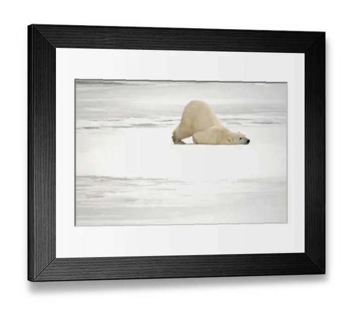 Framed Print : Canada, Manitoba, Churchill. Polar bear scratching itself on frozen tundra. Credit as Framed Print : Canada, Manitoba, Churchill. Polar bear scratching itself on frozen tundra. Credit as