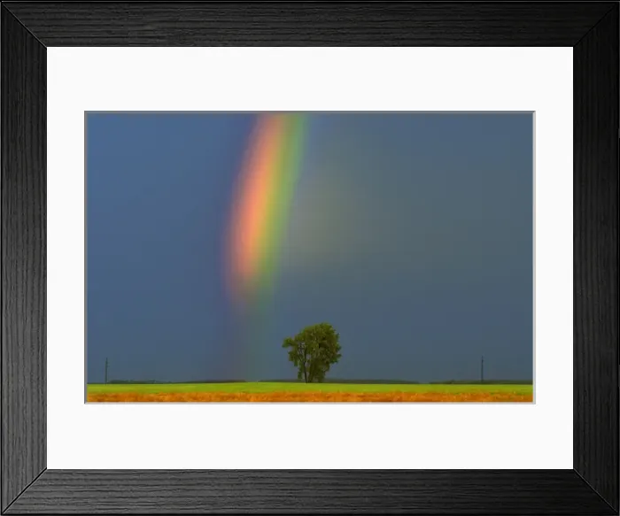 Framed Print : Canada, Manitoba, Dugald. Rainbow and cottonwood tree after a storm