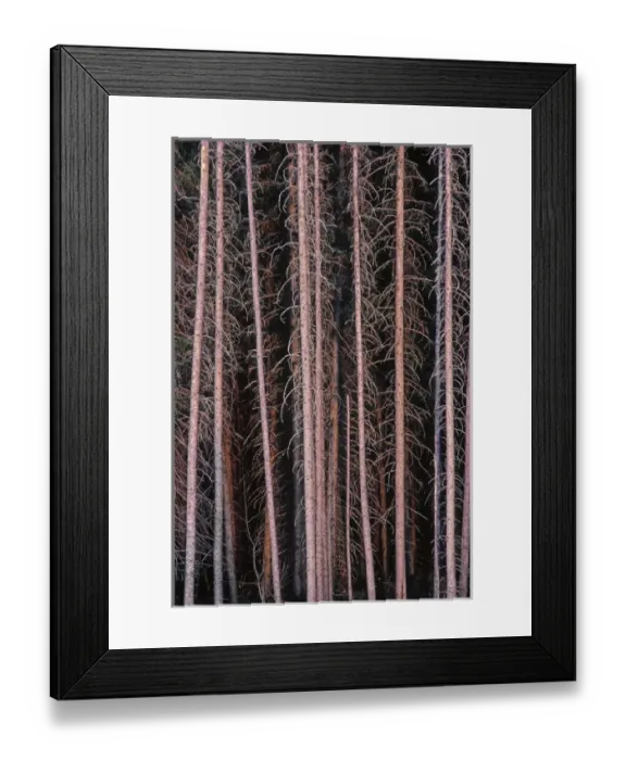 Framed Print : Canada, Manitoba. Stark spruce trees in Duck Mountain Provincial Park. Credit as