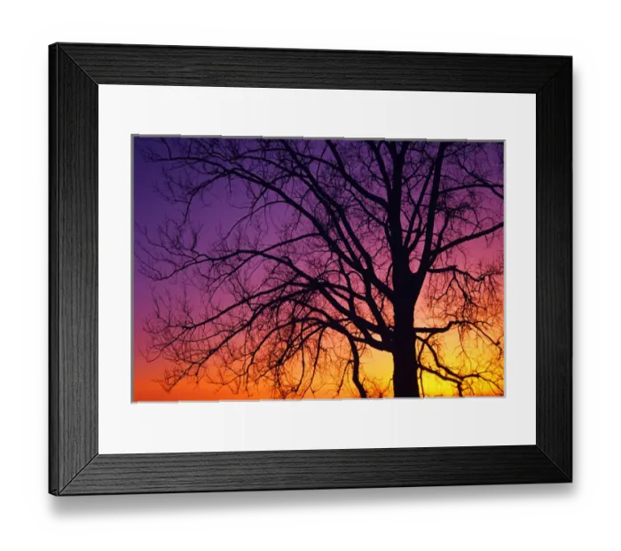 Framed Print : Canada, Manitoba. Detail of cottonwood tree at sunset Framed Print : Canada, Manitoba. Detail of cottonwood tree at sunset
