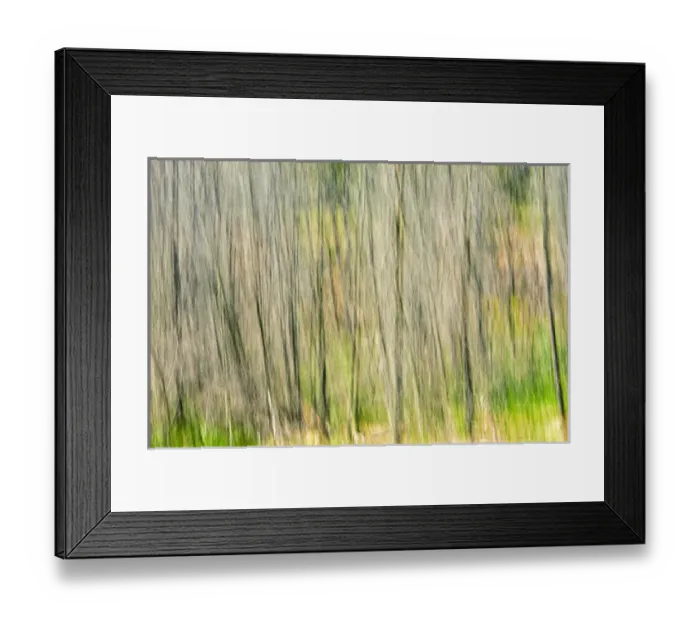 Framed Print : Canada, Manitoba. Abstract of trees in Nopiming Provincial Park Framed Print : Canada, Manitoba. Abstract of trees in Nopiming Provincial Park