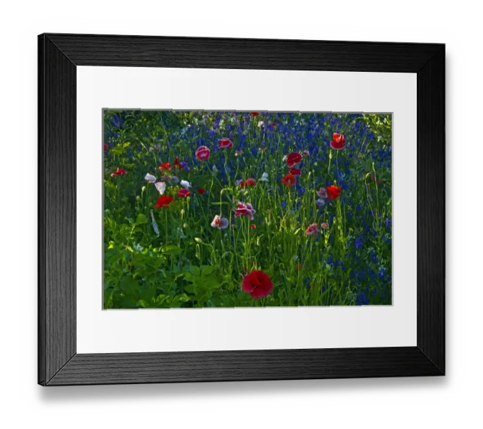 Framed Print : Canada, Manitoba, Brandon. Poppies and other garden flowers