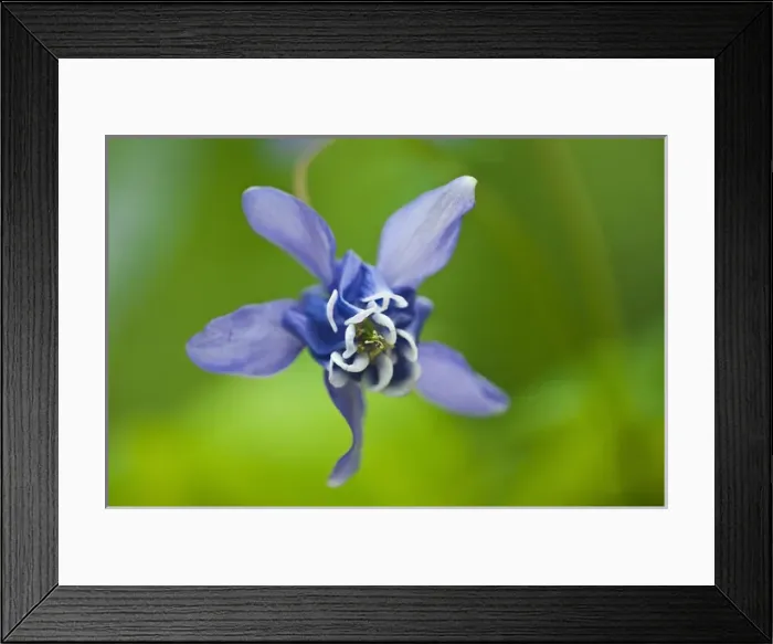 Framed Print : Canada, Manitoba, Winnipeg. Blue columbine flower Framed Print : Canada, Manitoba, Winnipeg. Blue columbine flower