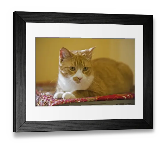 Framed Print : Canada, Manitoba, Winnipeg. House cat. Credit as: Mike Grandmaison / Jaynes Gallery Framed Print : Canada, Manitoba, Winnipeg. House cat. Credit as: Mike Grandmaison / Jaynes Gallery