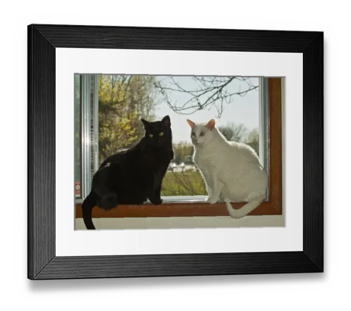 Framed Print : Canada, Manitoba, Winnipeg. Black and white house cats on window ledge. Credit as