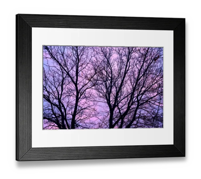 Framed Print : Canada, Manitoba, Winnipeg. Branches of a sliver maple at sunrise