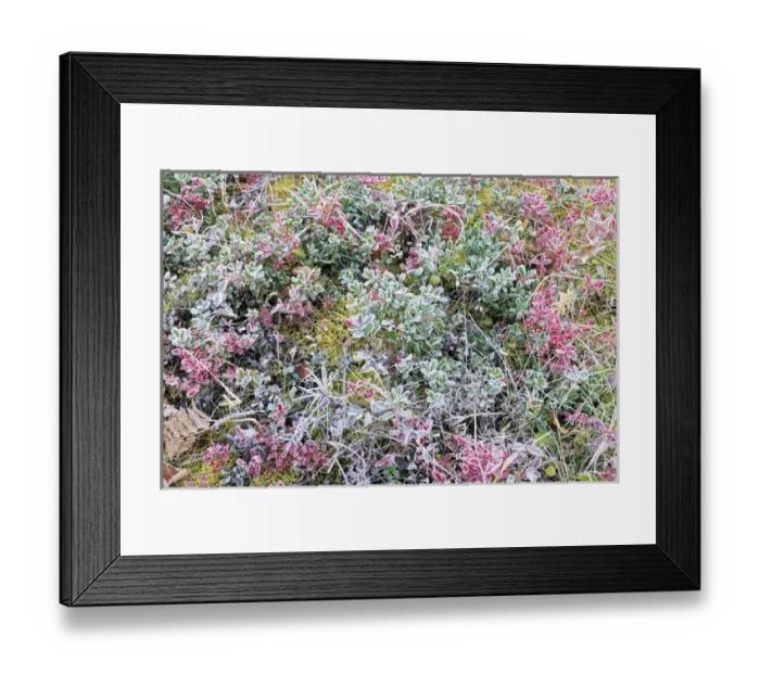Framed Print : Canada, Manitoba, Whiteshell Provincial Park. Autumn frost on blueberry and moss on forest floor Framed Print : Canada, Manitoba, Whiteshell Provincial Park. Autumn frost on blueberry and moss on forest floor