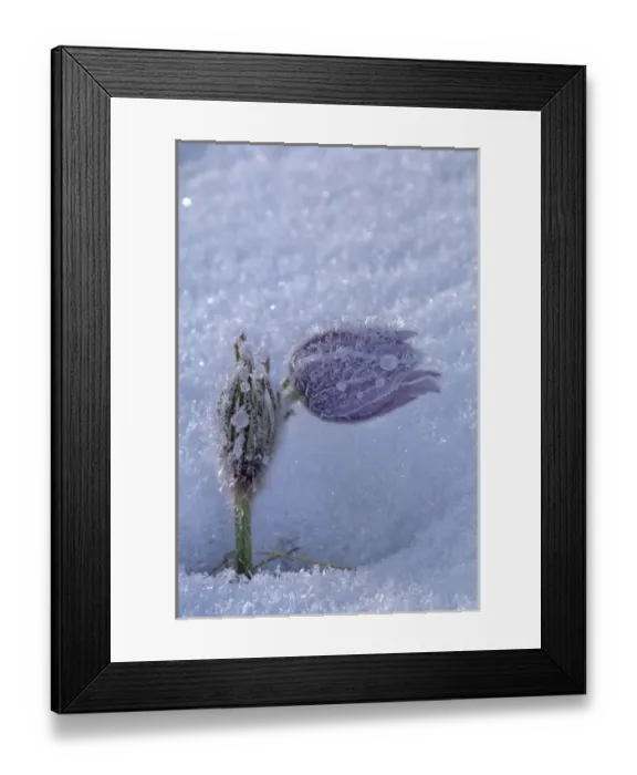 Framed Print : Canada, Manitoba, Sandilands Provincial Forest. Hoarfrost-coated prairie crocus in snow