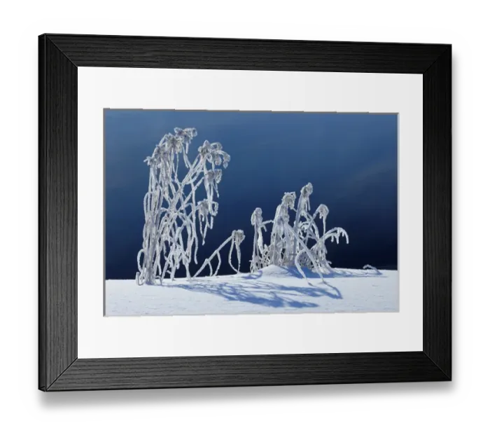 Framed Print : Canada, Manitoba, Whiteshell Provincial Park. Hoarfrost-covered grasses along Jessica Lake Framed Print : Canada, Manitoba, Whiteshell Provincial Park. Hoarfrost-covered grasses along Jessica Lake