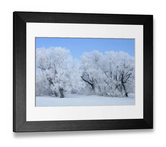 Framed Print : Canada, Manitoba, Hazelridge. Hoarfrost-covered trees