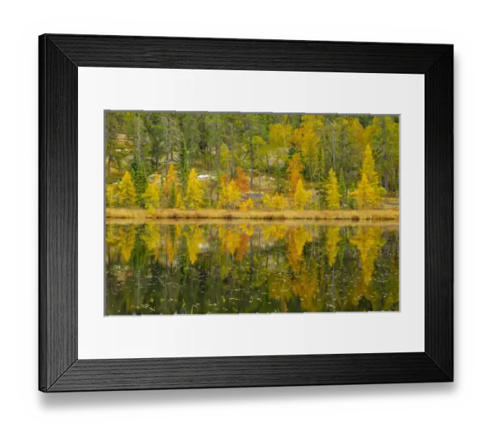 Framed Print : Canada, Manitoba, Whiteshell Provincial Park. Larch trees reflected in lily pond Framed Print : Canada, Manitoba, Whiteshell Provincial Park. Larch trees reflected in lily pond