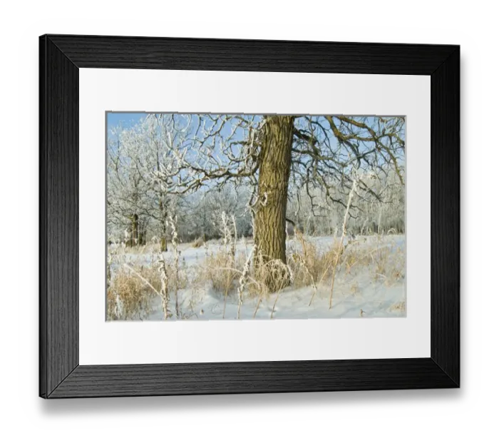 Framed Print : Canada, Manitoba, Winnipeg. Hoarfrost at edge of Seine River Forest