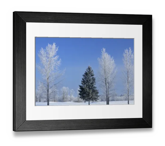 Framed Print : Canada, Manitoba, Birds Hill Provincial Park. Trees covered in hoarfrost. Credit as Framed Print : Canada, Manitoba, Birds Hill Provincial Park. Trees covered in hoarfrost. Credit as