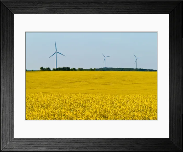 Framed Print : Canada, Manitoba, Somerset. Wind turbines and canola crop Framed Print : Canada, Manitoba, Somerset. Wind turbines and canola crop