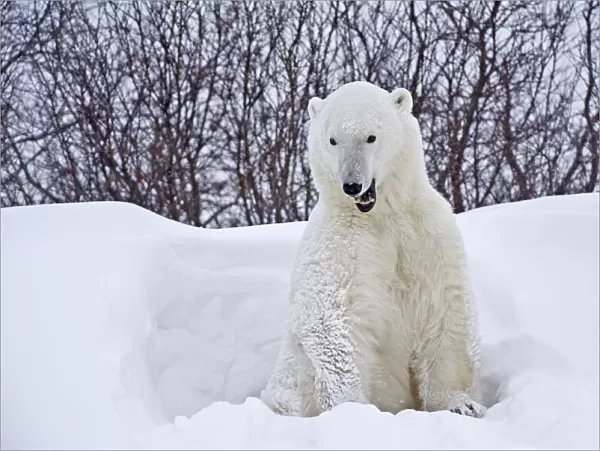 Canada, Manitoba, Churchill. Polar bear emerging from snow shelter. Canada Credit as
