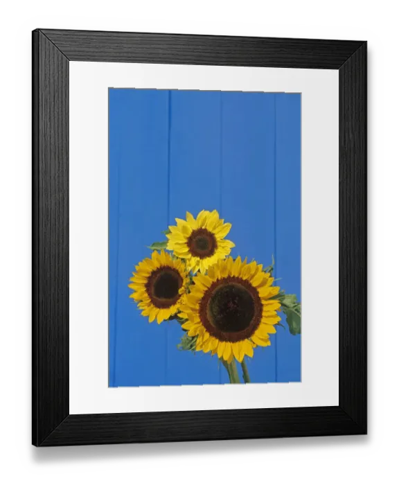 Framed Print : Canada, Manitoba, Winnipeg. Sunflowers against blue fence Framed Print : Canada, Manitoba, Winnipeg. Sunflowers against blue fence