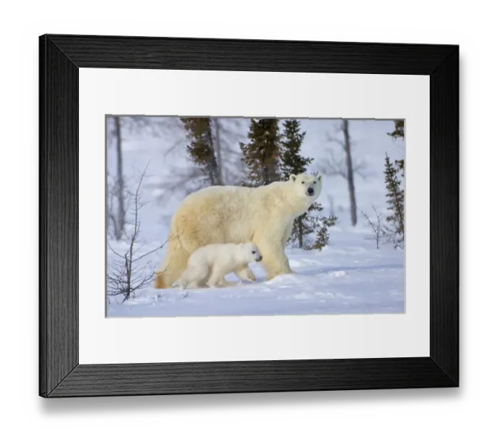 Framed Print : Mother polar bear with cub on the tundra, Wapusk National Park, Manitoba, Canada