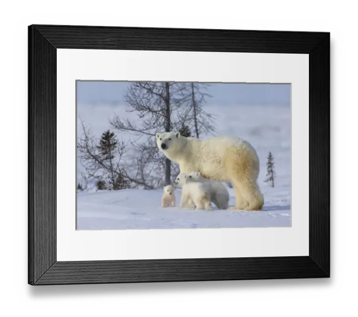 Framed Print : Mother polar bear with three cubs on the tundra, Wapusk National Park, Manitoba, Canada