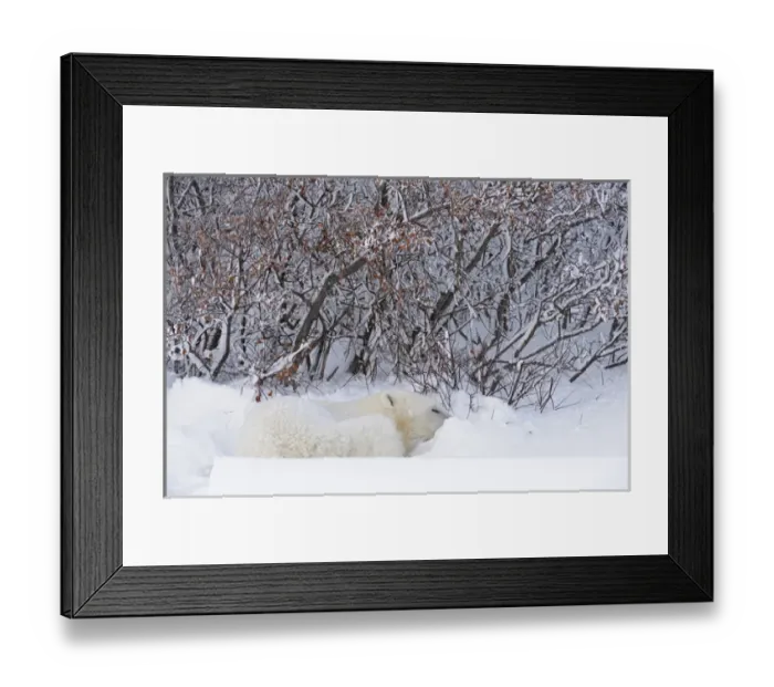 Framed Print : Canada, Manitoba, Churchill. Polar bear sleeping in snow Framed Print : Canada, Manitoba, Churchill. Polar bear sleeping in snow