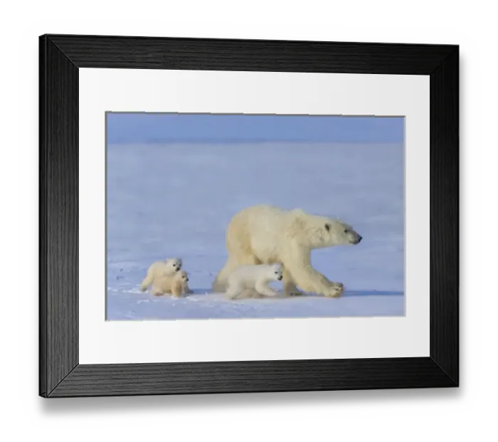 Framed Print : Mother polar bear with three cubs on the tundra, Wapusk National Park, Manitoba, Canada Framed Print : Mother polar bear with three cubs on the tundra, Wapusk National Park, Manitoba, Canada
