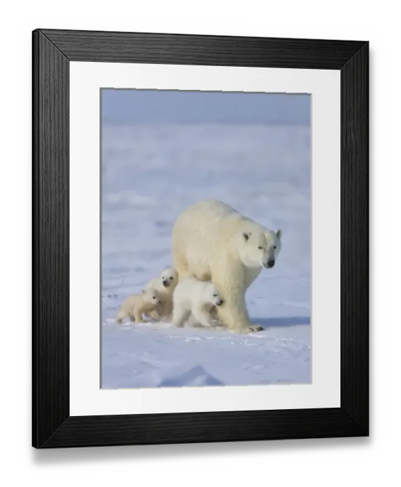 Framed Print : Mother polar bear with three cubs on the tundra, Wapusk National Park, Manitoba, Canada Framed Print : Mother polar bear with three cubs on the tundra, Wapusk National Park, Manitoba, Canada