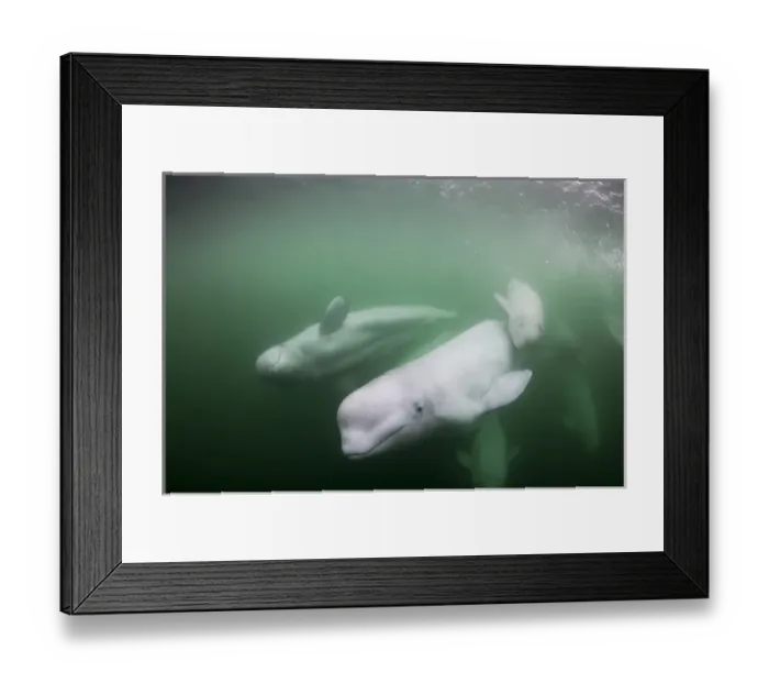 Framed Print : Canada, Manitoba, Churchill, Underwater view of young Beluga Whale calf swimming with mother Framed Print : Canada, Manitoba, Churchill, Underwater view of young Beluga Whale calf swimming with mother