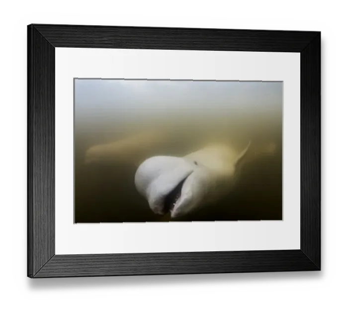 Framed Print : Canada, Manitoba, Churchill, Underwater view of Beluga Whale swimming in Churchill Framed Print : Canada, Manitoba, Churchill, Underwater view of Beluga Whale swimming in Churchill