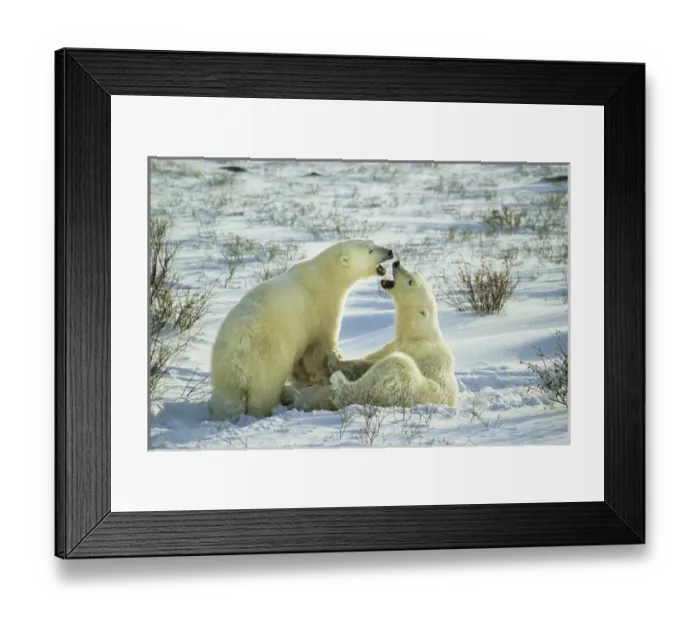 Framed Print : Polar Bears (Ursus maritimus) sparring, Churchill, Manitoba, Canada