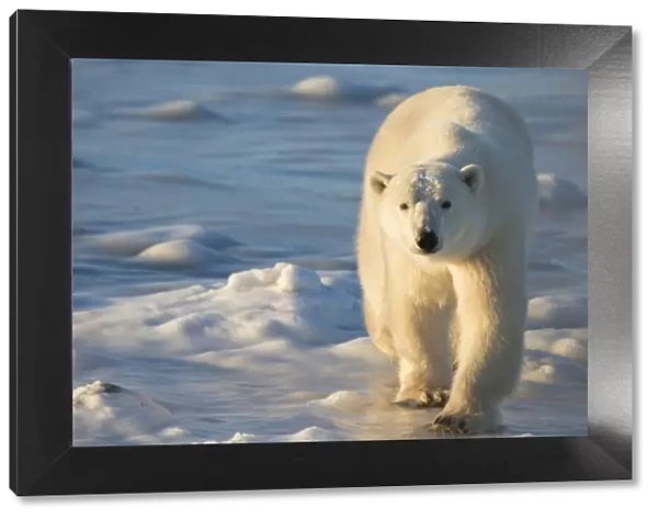 Polar Bear (Ursus maritimus) in Churchill Wildlife Management Area, Churchill, MB Canada