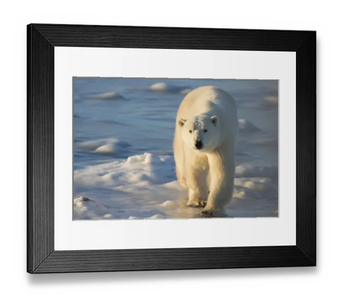 Framed Print : Polar Bear (Ursus maritimus) in Churchill Wildlife Management Area, Churchill, MB Canada Framed Print : Polar Bear (Ursus maritimus) in Churchill Wildlife Management Area, Churchill, MB Canada