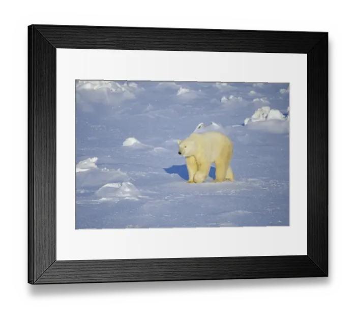 Framed Print : Polar Bear (Ursus maritimus) walking, Churchill, Manitoba, Canada Framed Print : Polar Bear (Ursus maritimus) walking, Churchill, Manitoba, Canada