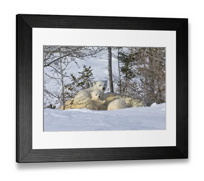 Framed Print : Mother polar bear with three cubs on the tundra, Wapusk National Park, Manitoba, Canada Framed Print : Mother polar bear with three cubs on the tundra, Wapusk National Park, Manitoba, Canada