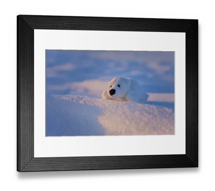 Framed Print : Stuffed toy of polar bear on snow, Manitoba, Canada Framed Print : Stuffed toy of polar bear on snow, Manitoba, Canada