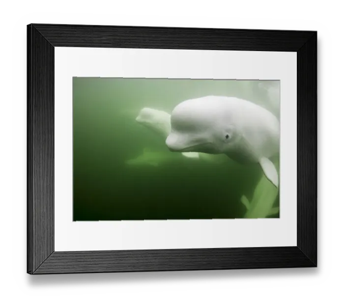 Framed Print : Canada, Manitoba, Churchill, Underwater view of young Beluga Whale pod swimming near