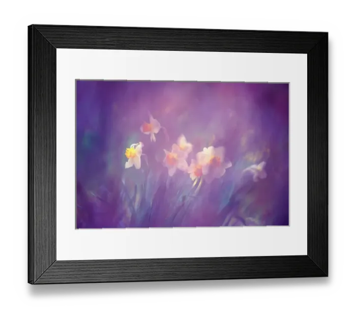 Framed Print : Canada, New Brunswick, Shampers Bluff. Abstract of daffodils. Credit as: Charles R Framed Print : Canada, New Brunswick, Shampers Bluff. Abstract of daffodils. Credit as: Charles R
